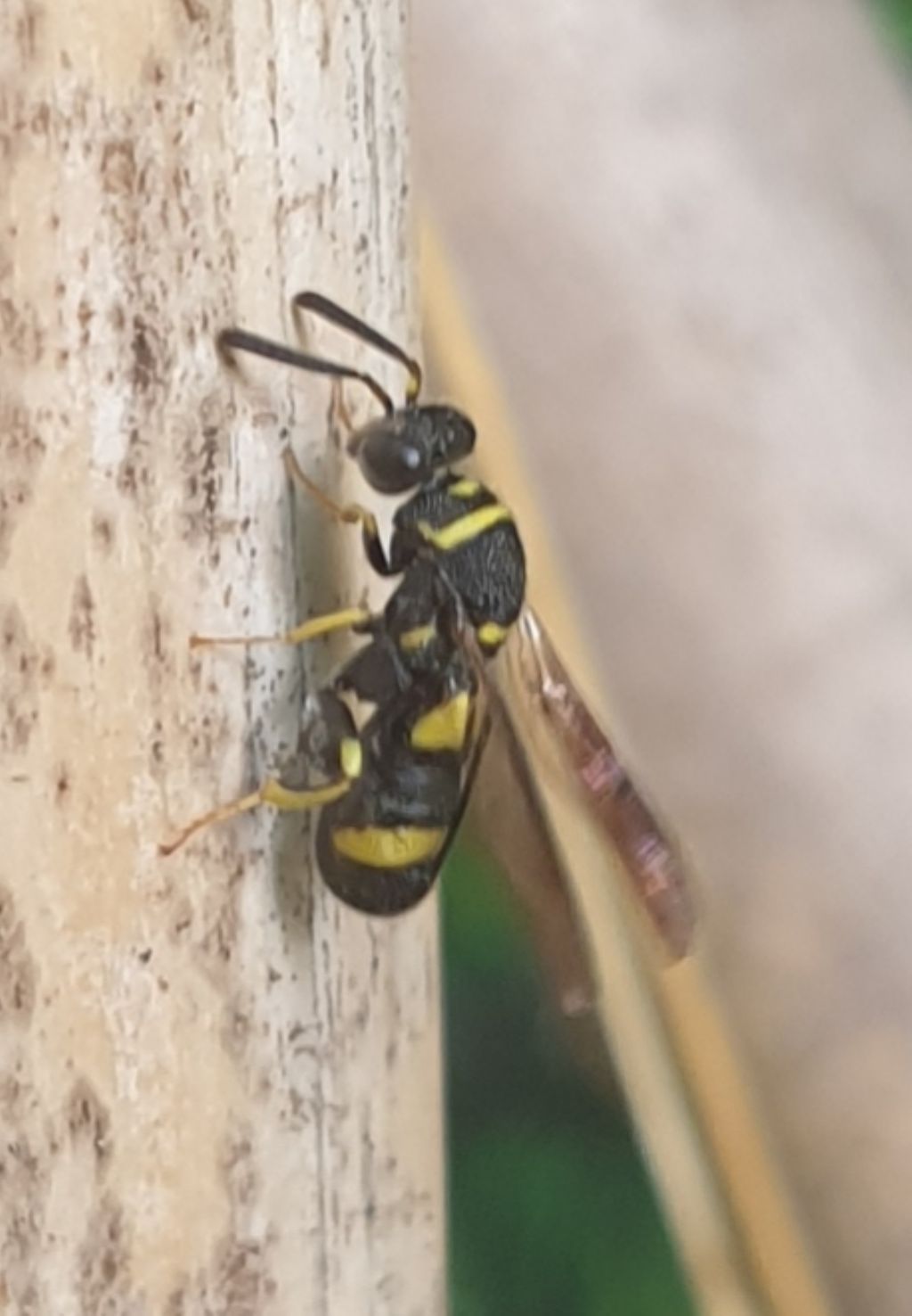 Leucospidae che attenzionano un nido di Isodontia mexicana